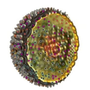 epstein barr virus sq